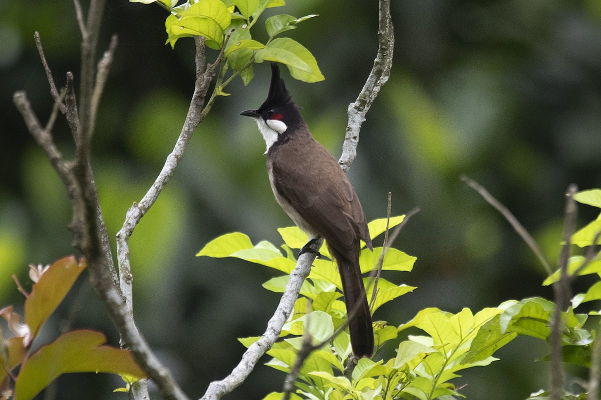 Red-whiskered Bulbul - ML151627501