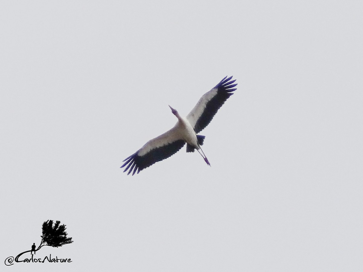 Wood Stork - ML151628101