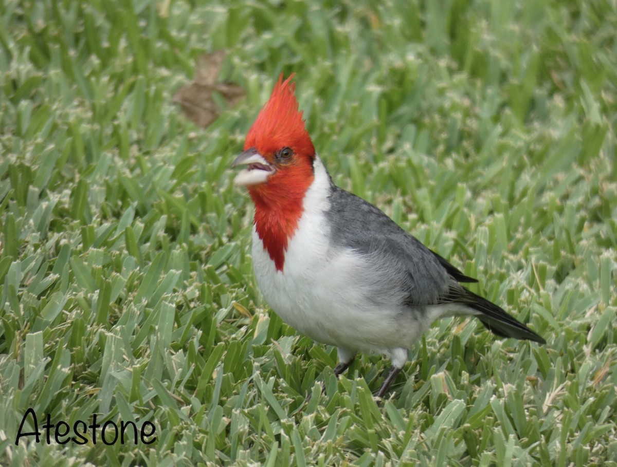 Red-crested Cardinal - Anna Testone