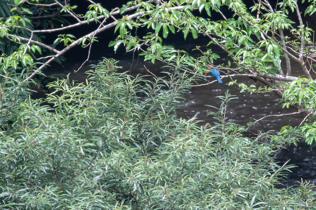 Stork-billed Kingfisher - ML151628471