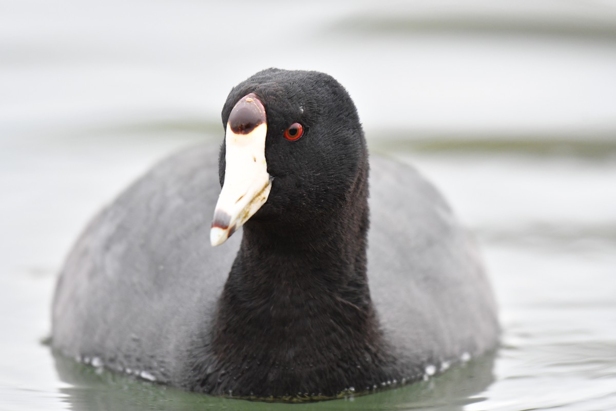 American Coot (Red-shielded) - Ian Hearn