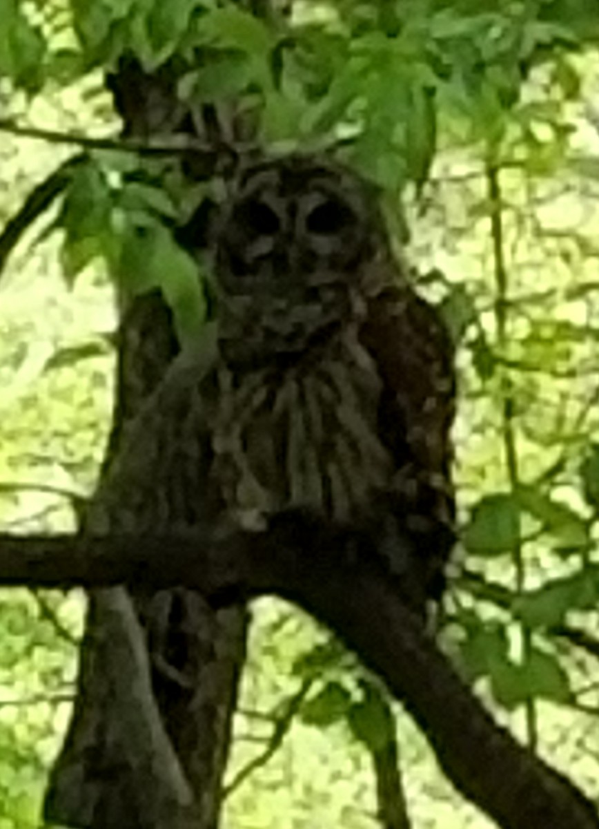 Barred Owl - ML151630481