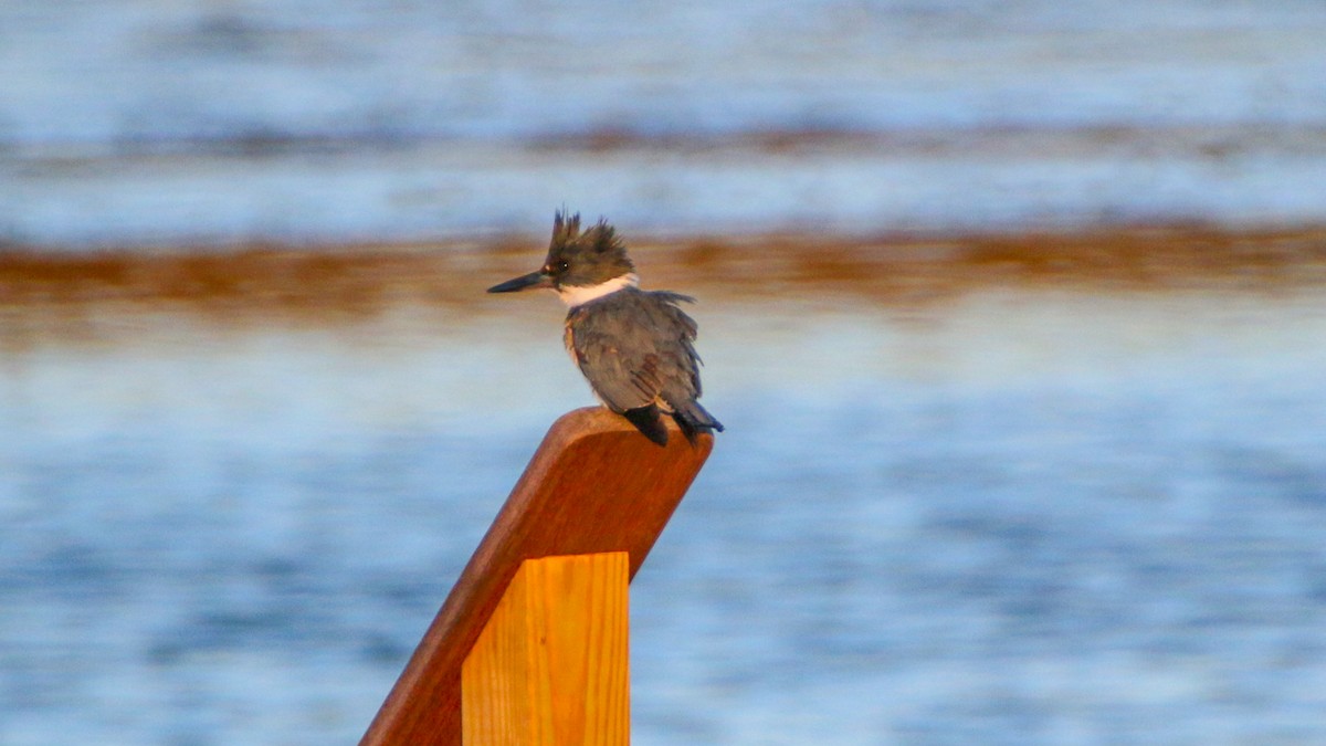 Belted Kingfisher - ML151631381