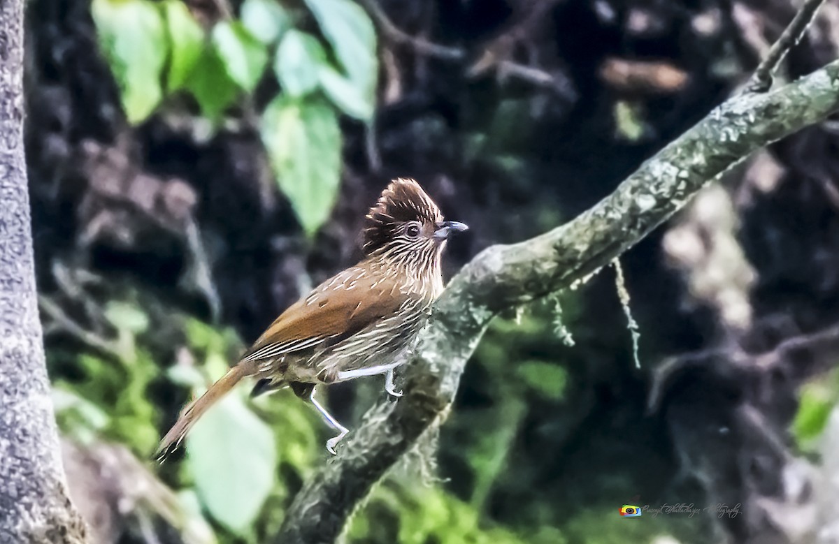 Striated Laughingthrush - Prasenjit Bhattacharjee