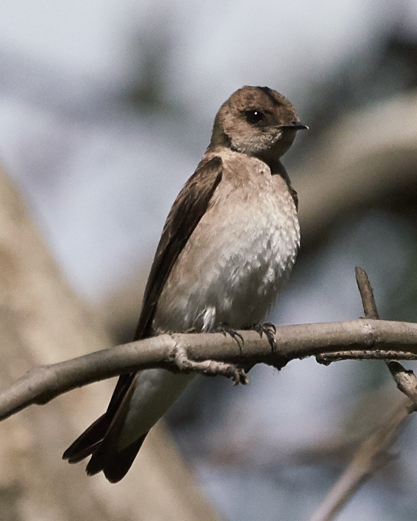 Northern Rough-winged Swallow - Brooke Miller