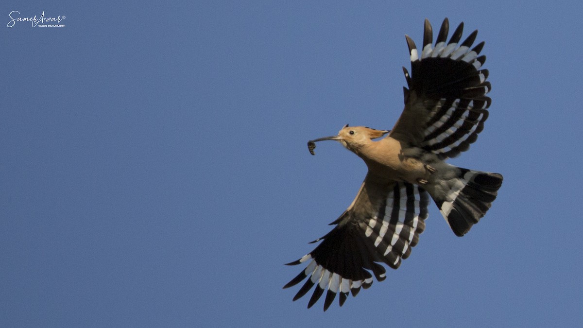 Eurasian Hoopoe - Samer Azar