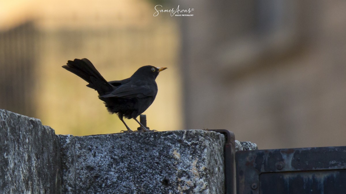 Eurasian Blackbird - ML151633461