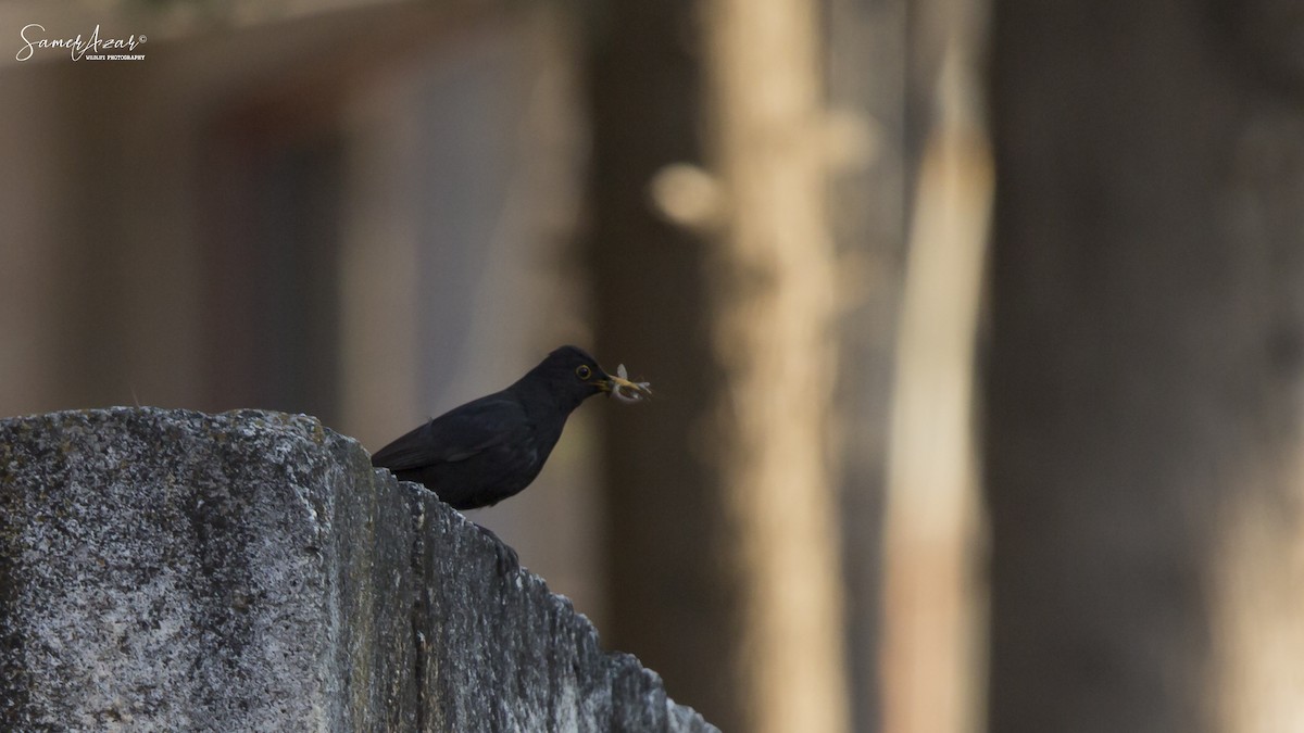 Eurasian Blackbird - Samer Azar