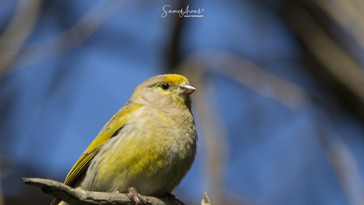 Serin syriaque - ML151633661