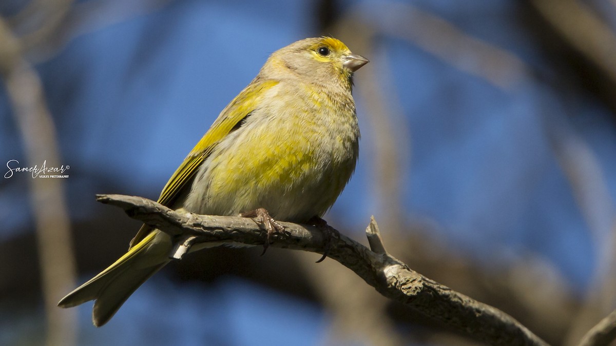 Syrian Serin - ML151633691