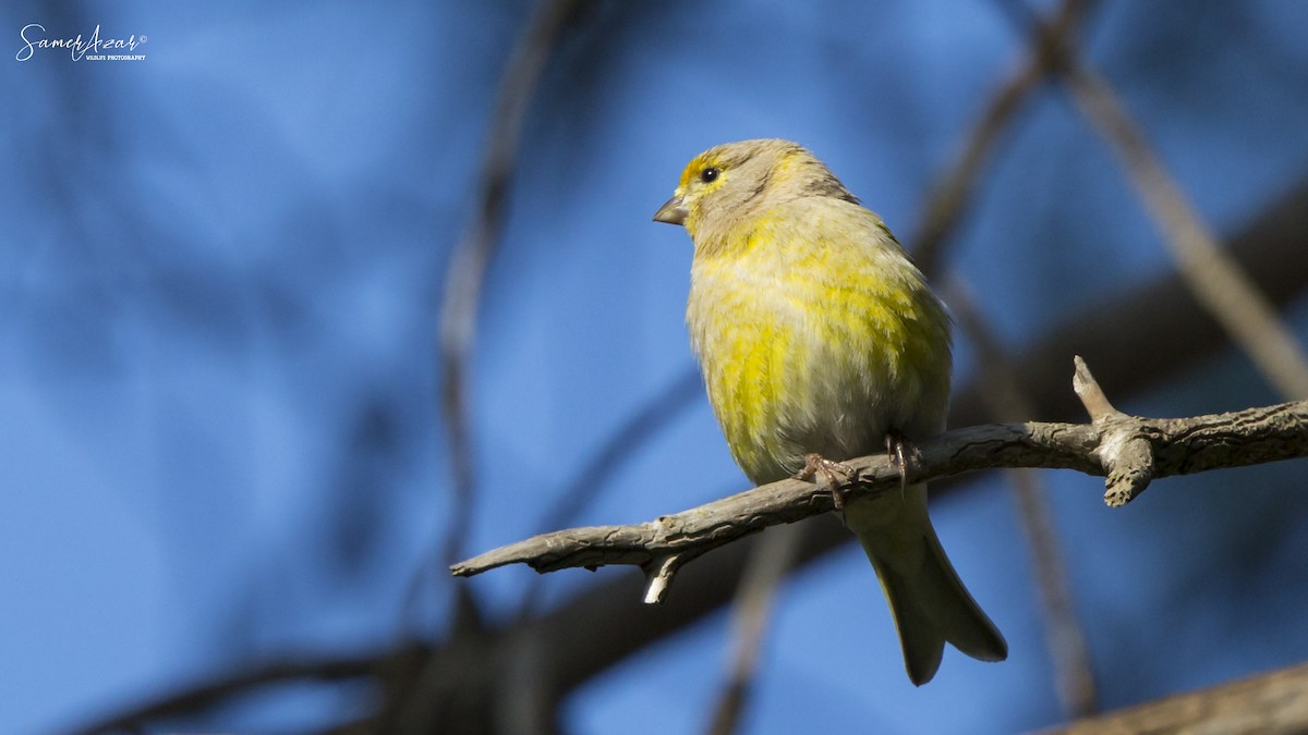 Syrian Serin - Samer Azar