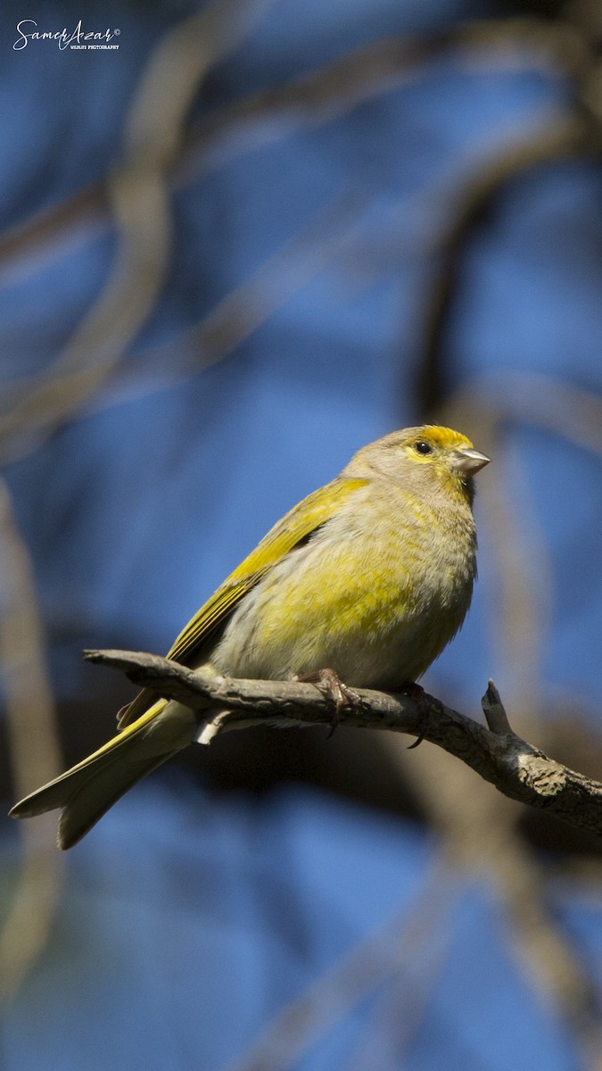 Syrian Serin - ML151633811