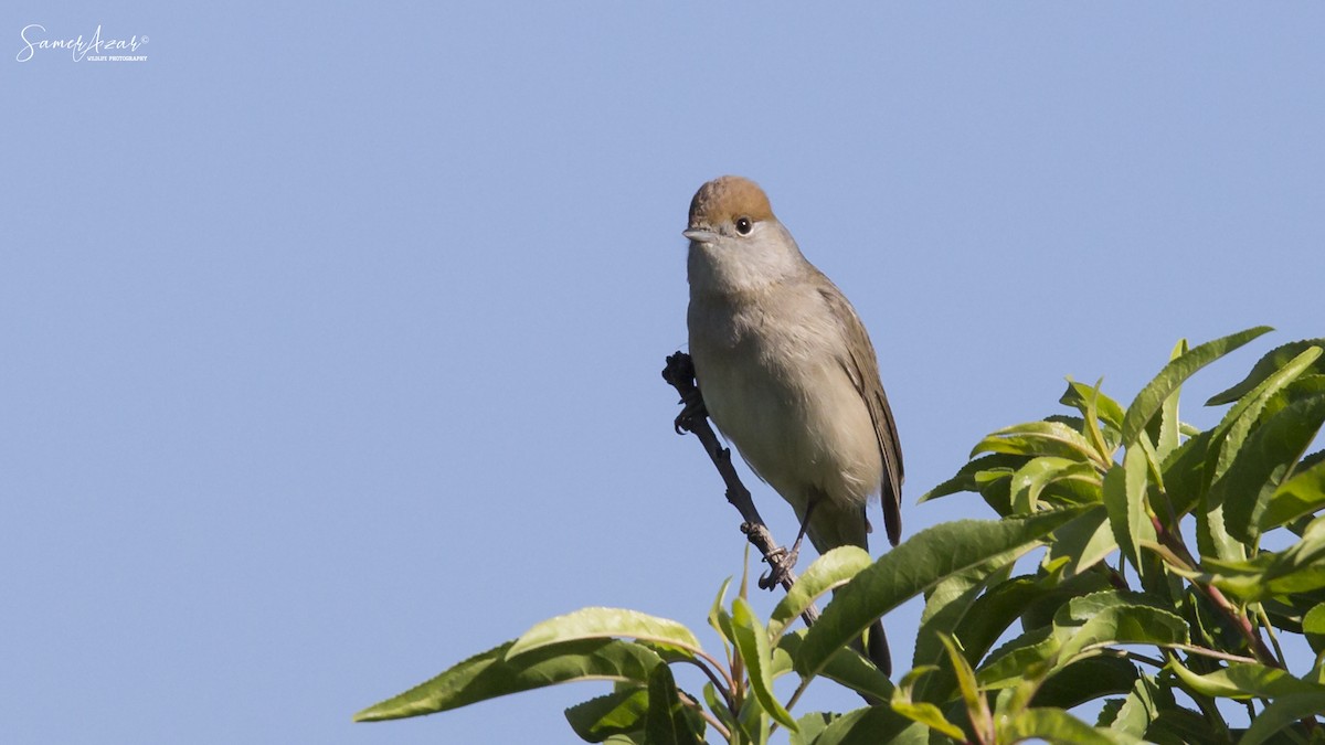 Eurasian Blackcap - ML151633821