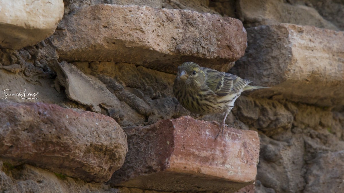 European Serin - ML151633831