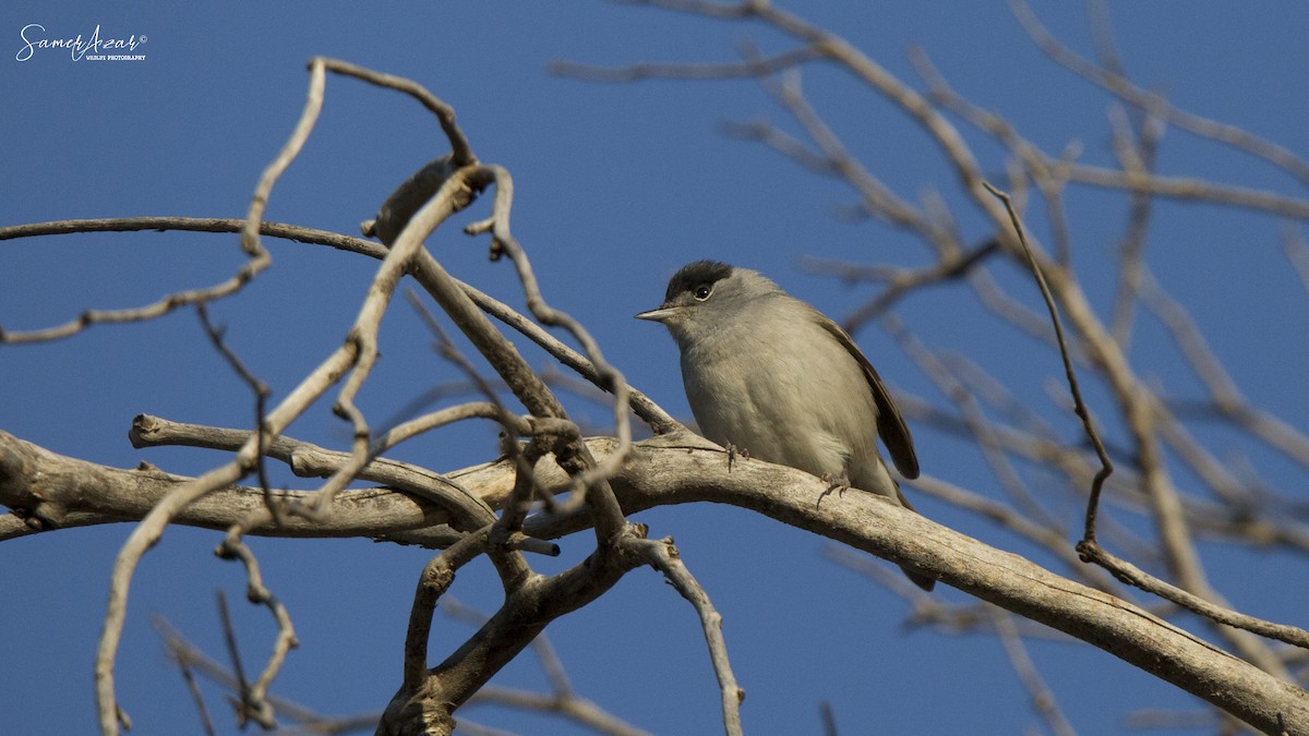 Eurasian Blackcap - Samer Azar