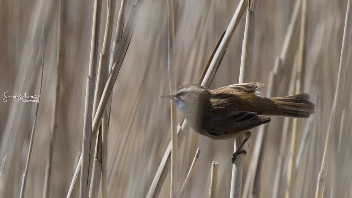 Moustached Warbler - Samer Azar