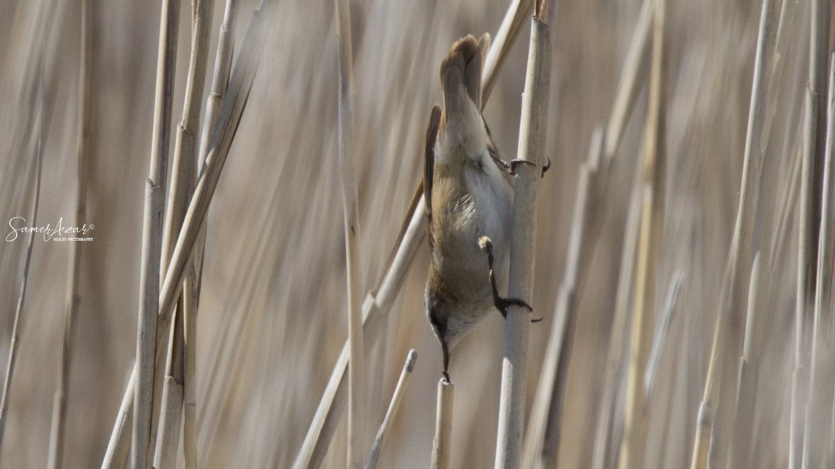 Moustached Warbler - Samer Azar