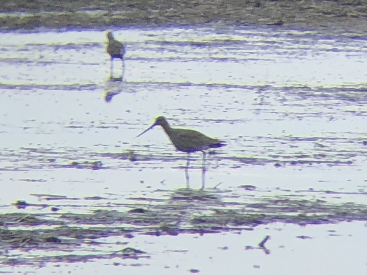 Hudsonian Godwit - Julie Bonnema