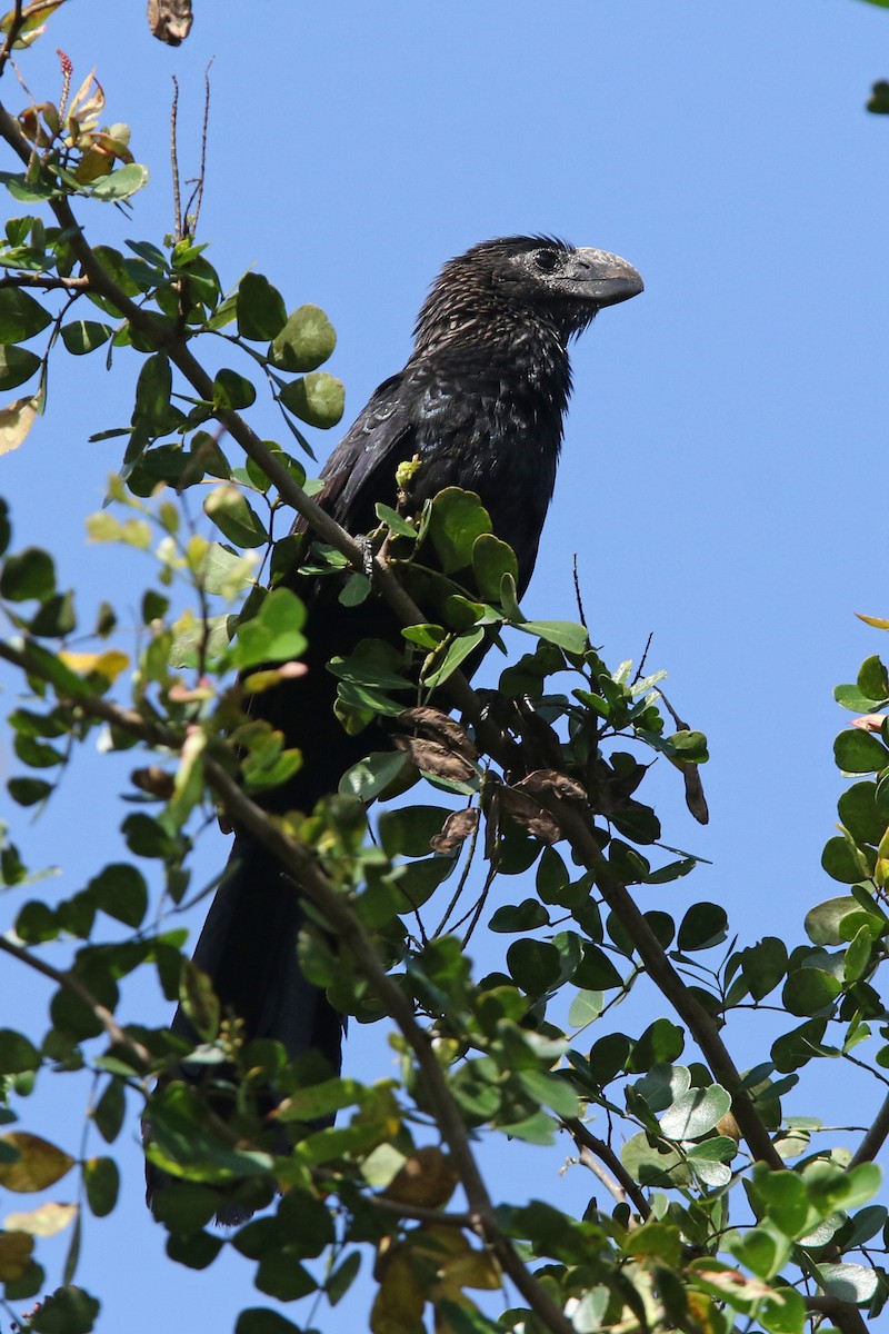 Smooth-billed Ani - ML151635871