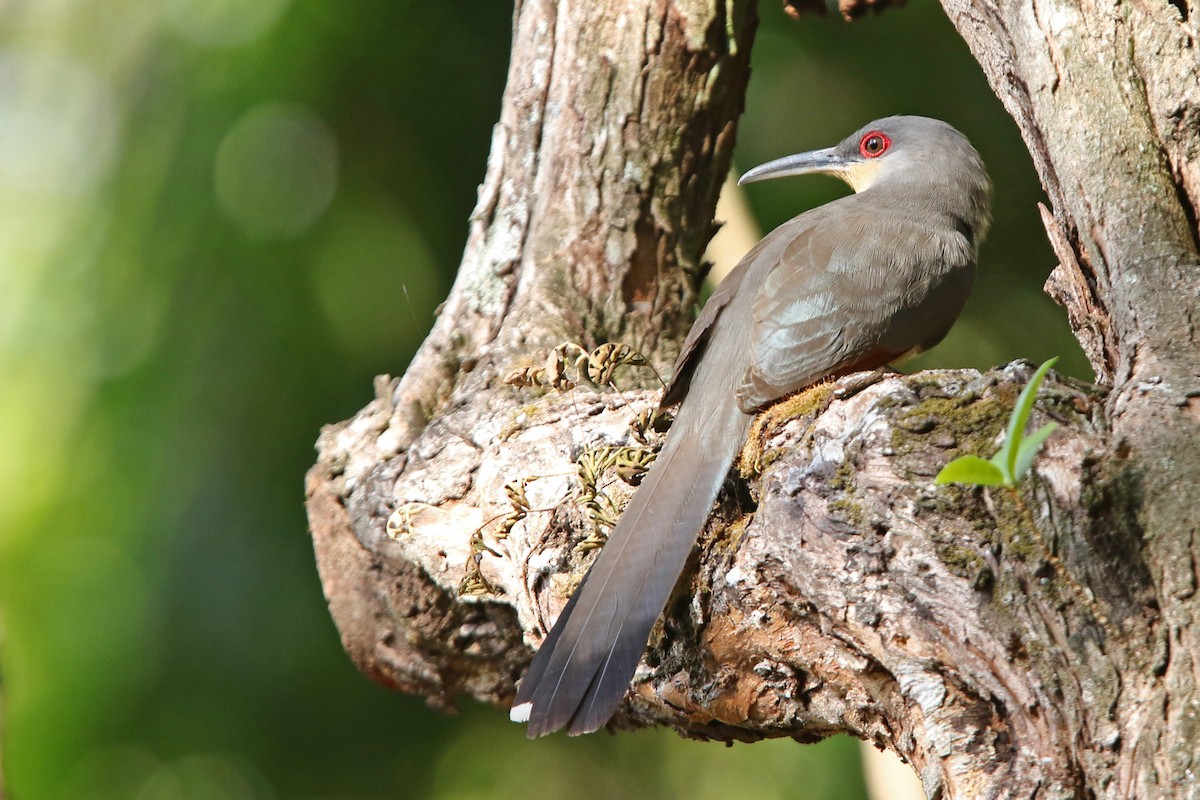 Hispaniolan Lizard-Cuckoo - ML151635941