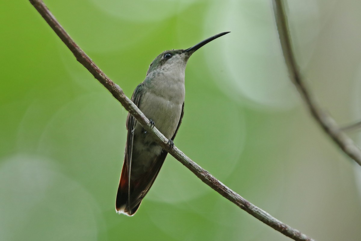 kolibřík hispaniolský - ML151635981