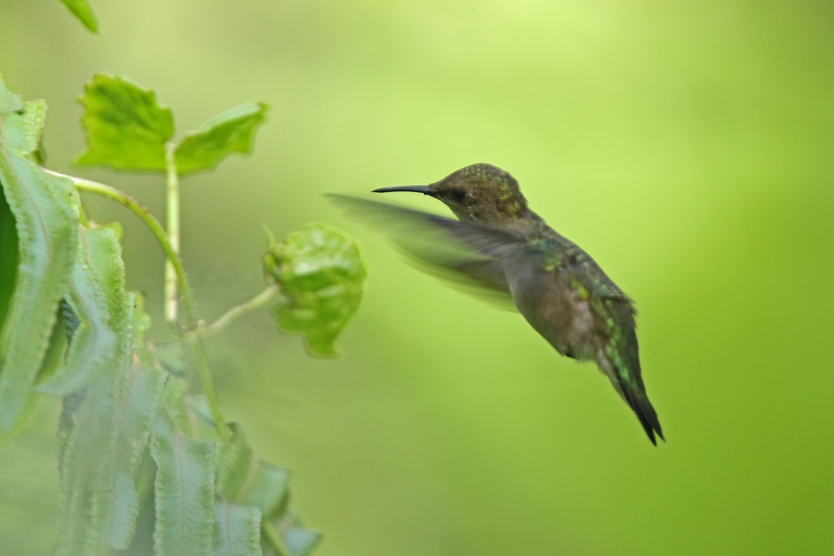 Vervain Hummingbird - Volker Hesse