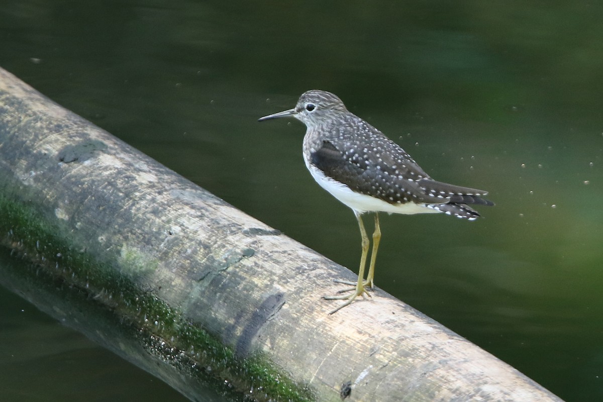 Solitary Sandpiper - ML151636051