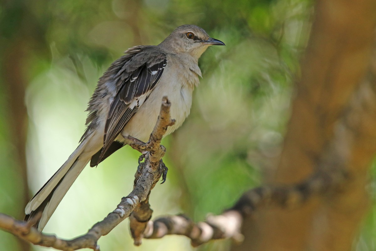 Northern Mockingbird - Volker Hesse