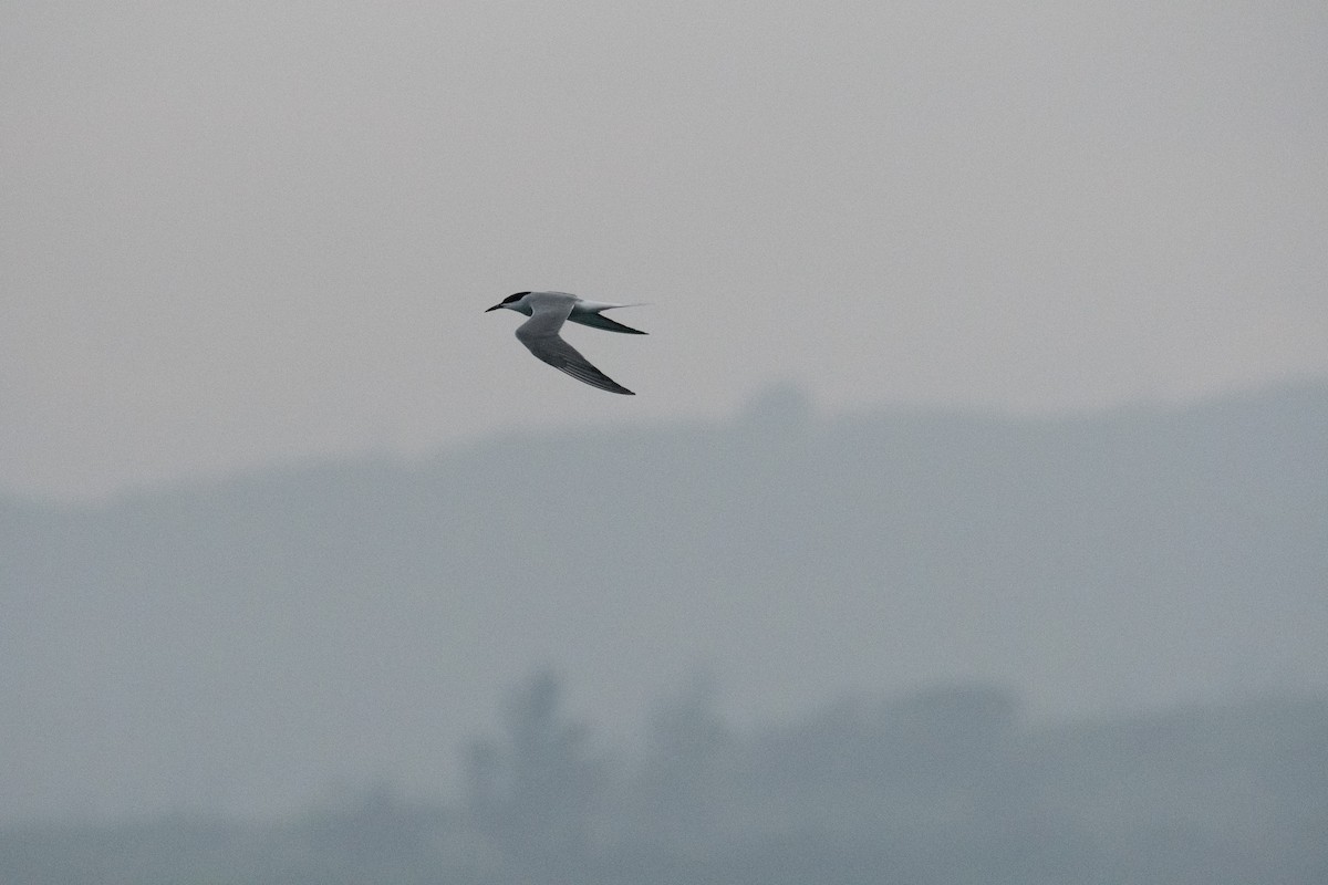 Common Tern - ML151636451