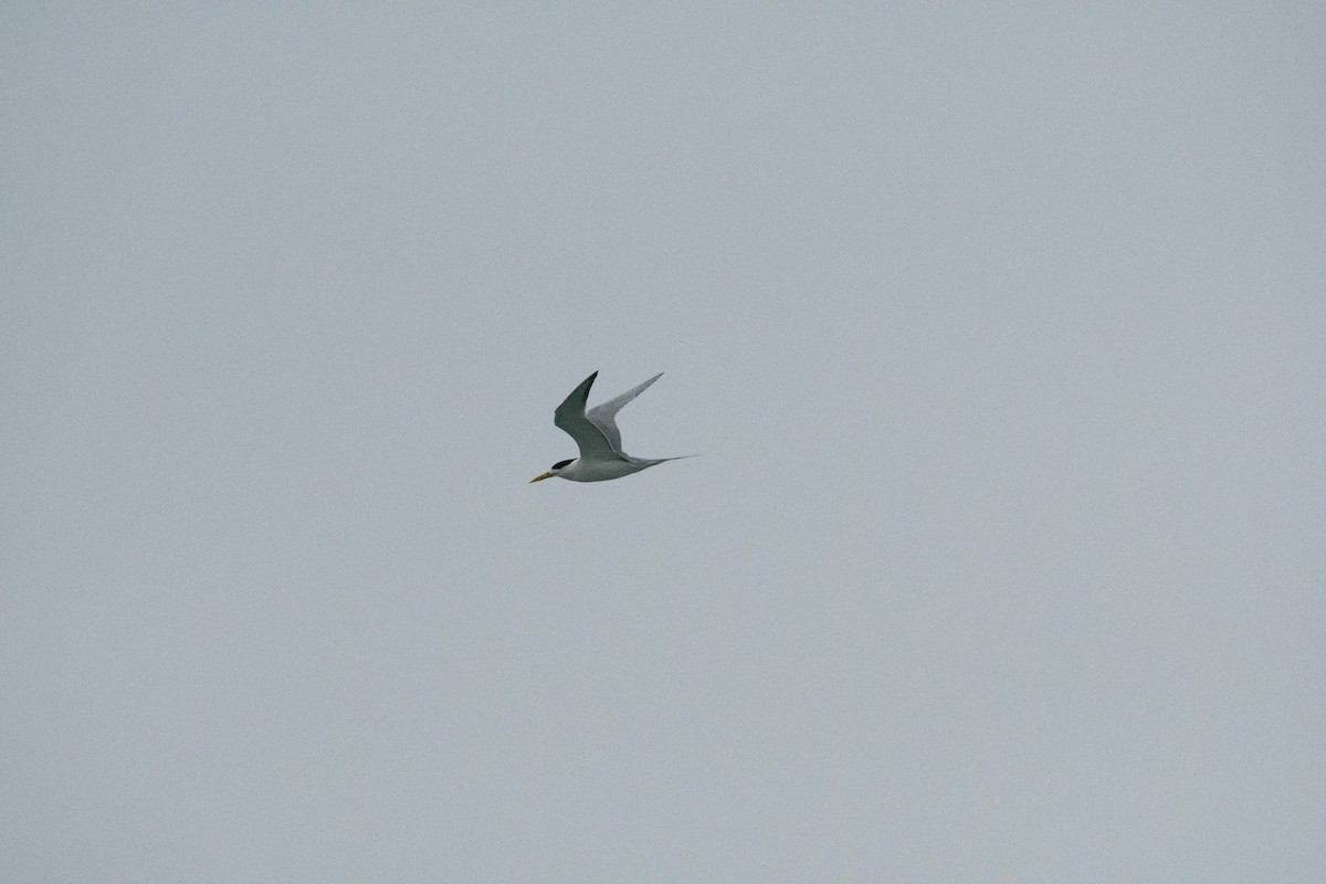 Great Crested Tern - ML151636591