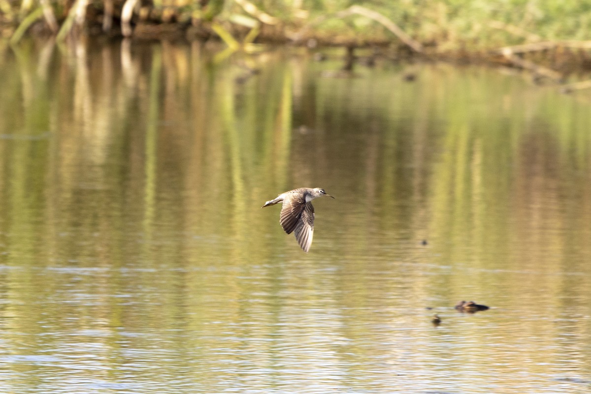 Solitary Sandpiper - ML151636871