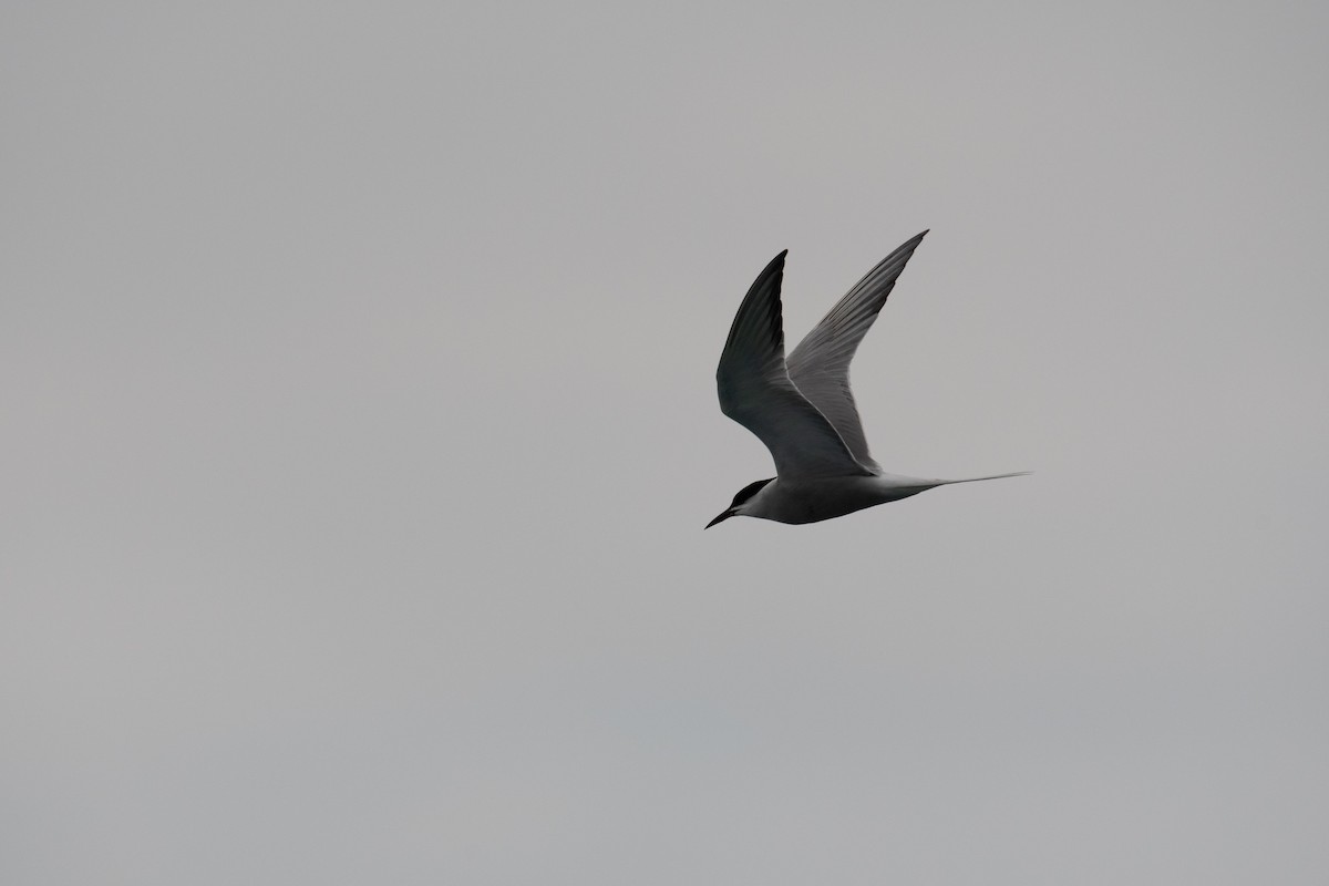 Common Tern - 智偉(Chih-Wei) 張(Chang)