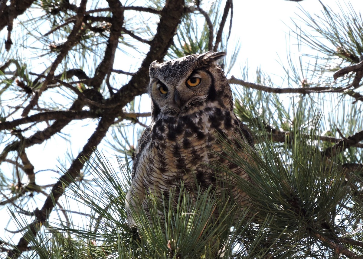 Great Horned Owl - ML151637151