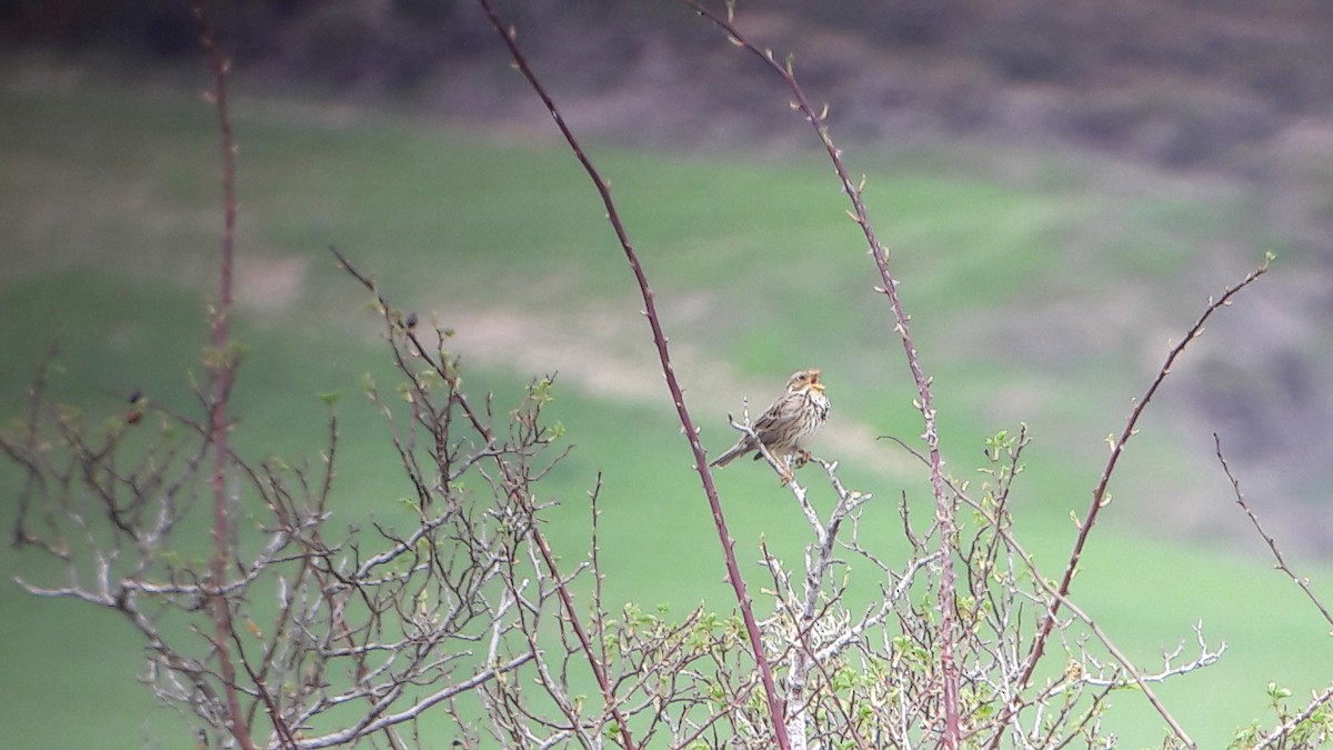 Corn Bunting - ML151637561