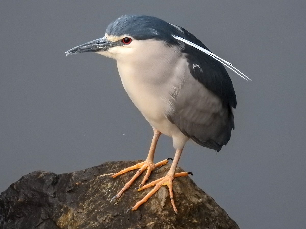 Black-crowned Night Heron - ML151638161