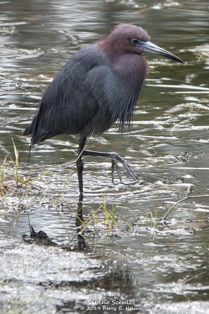 Little Blue Heron - ML151642161