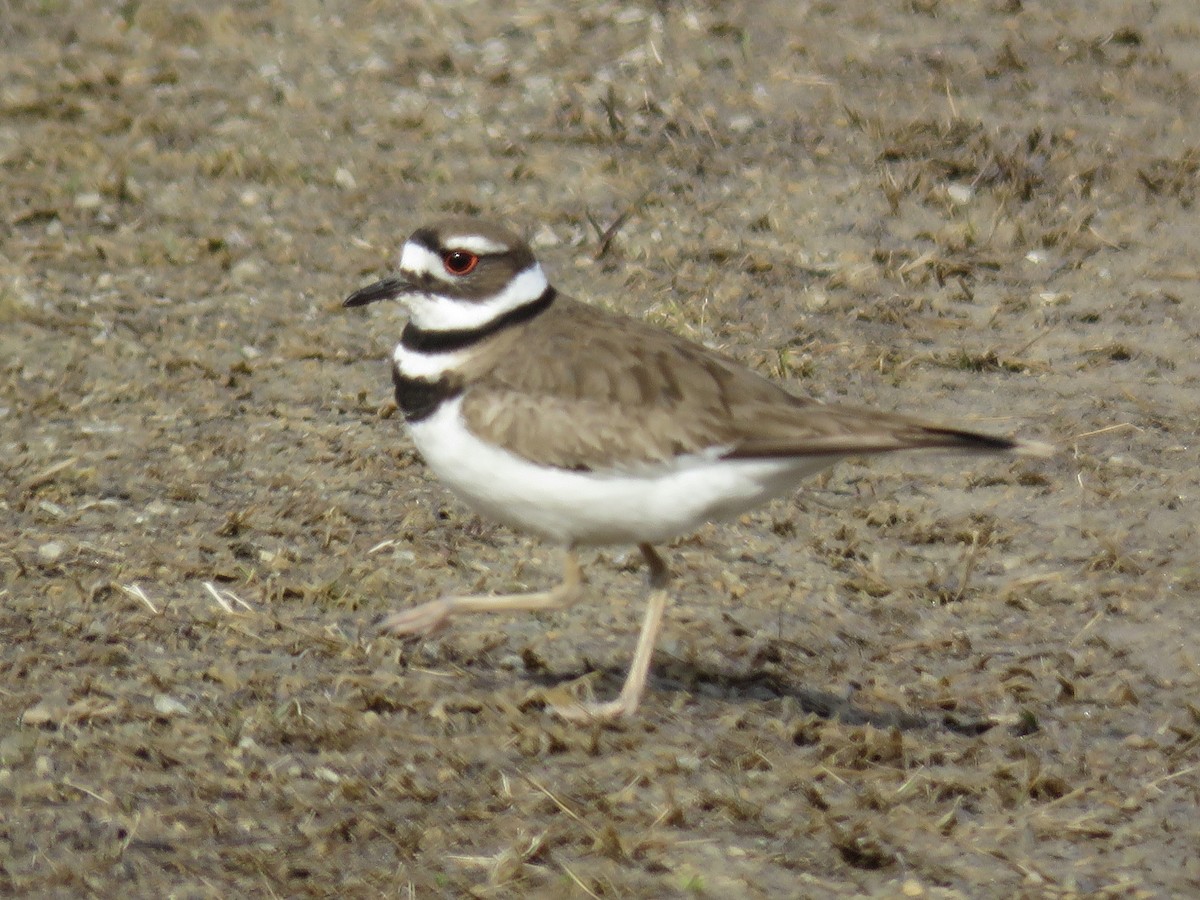Killdeer - Howard Lorenz