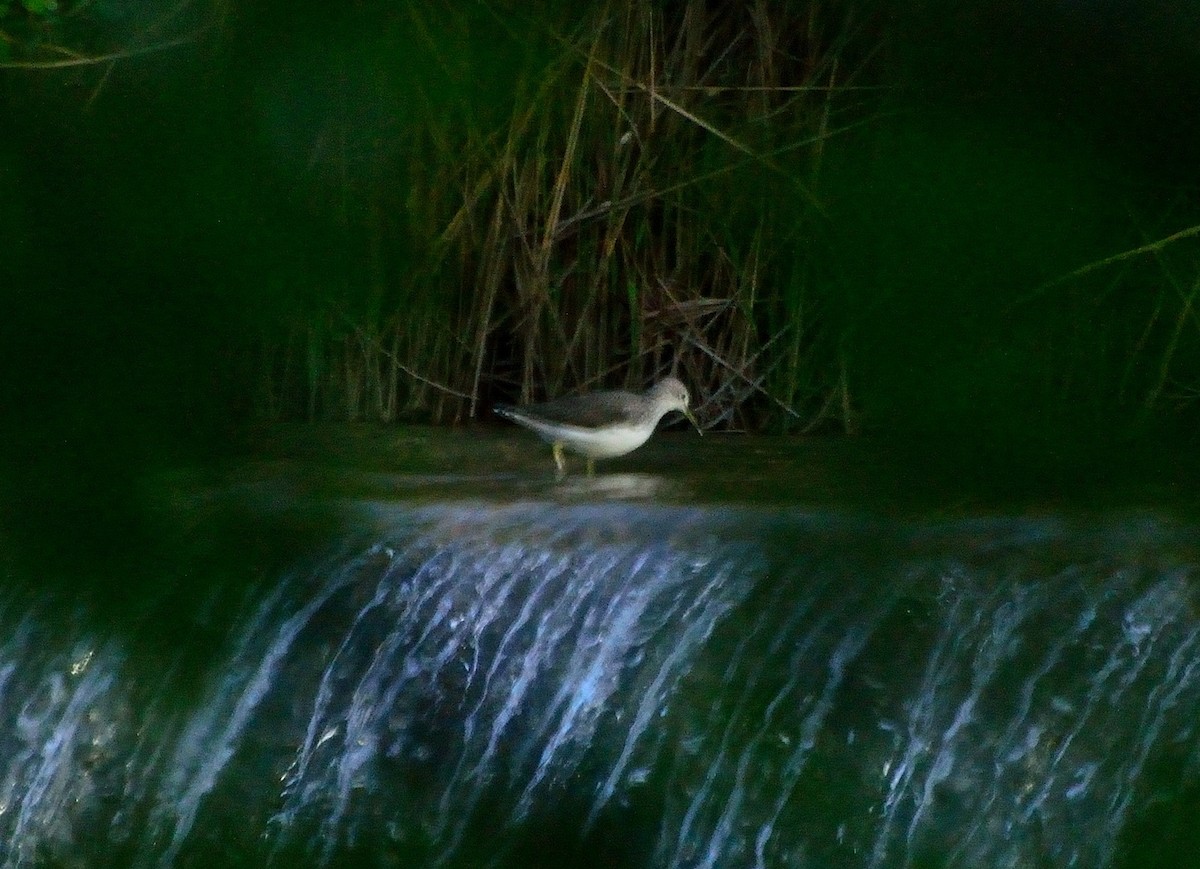 Green Sandpiper - ML151644731