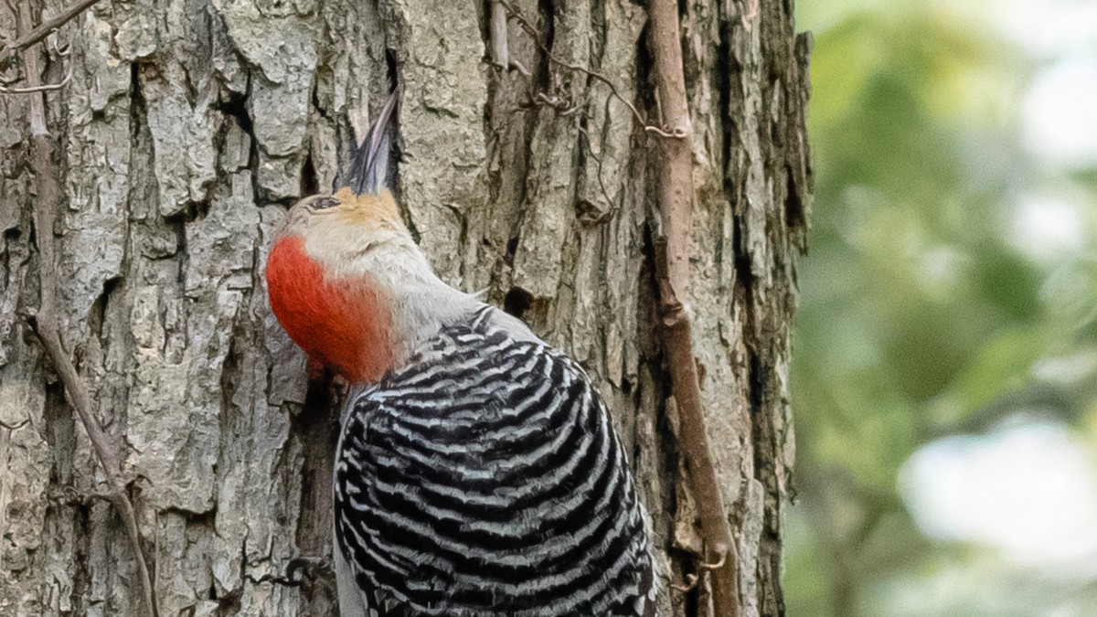 Red-bellied Woodpecker - ML151645901