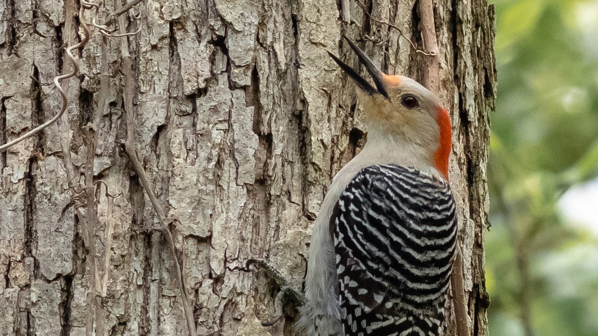 Red-bellied Woodpecker - ML151645931