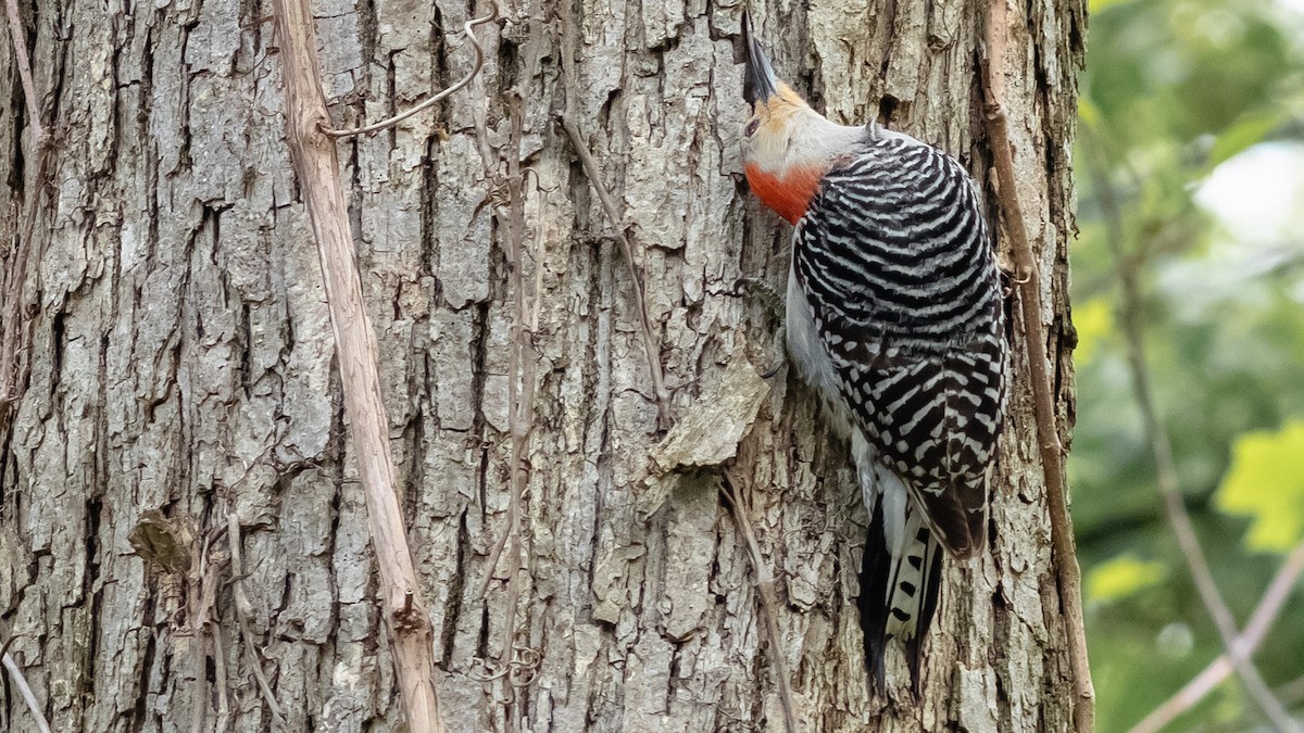 Red-bellied Woodpecker - ML151645941
