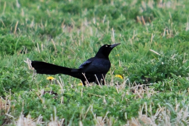 Great-tailed Grackle - ML151647681