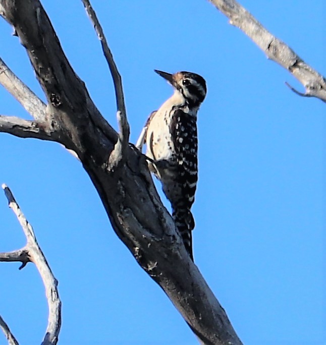 Ladder-backed Woodpecker - Nancy Benner