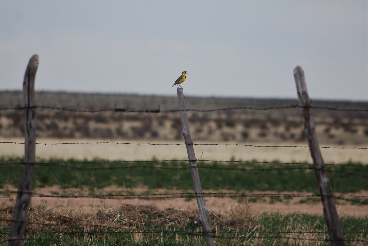 Western Meadowlark - ML151647761