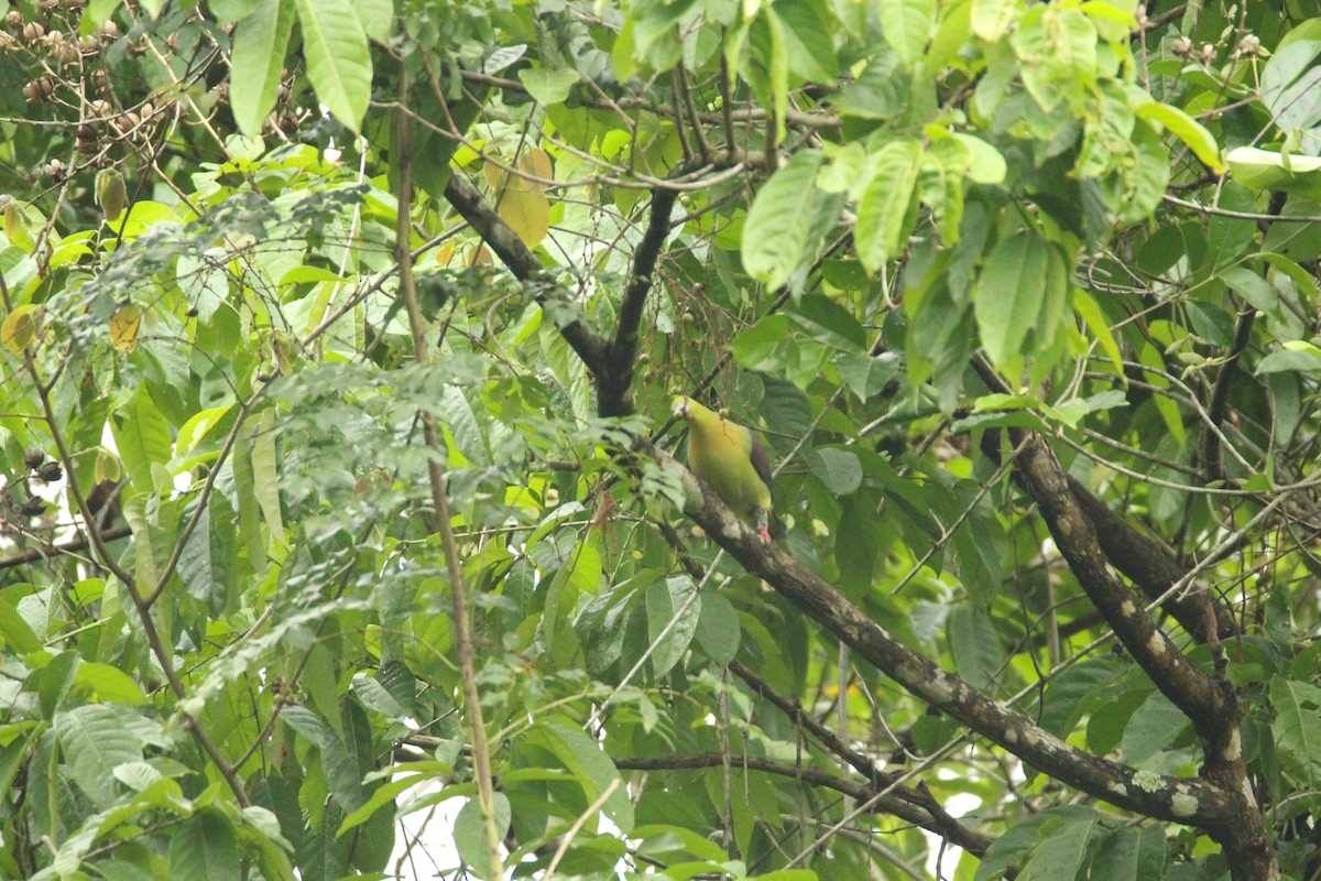 Wedge-tailed Green-Pigeon - ML151648151
