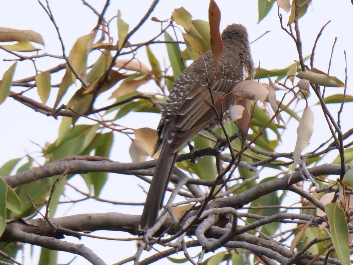 Western Wattlebird - ML151648161