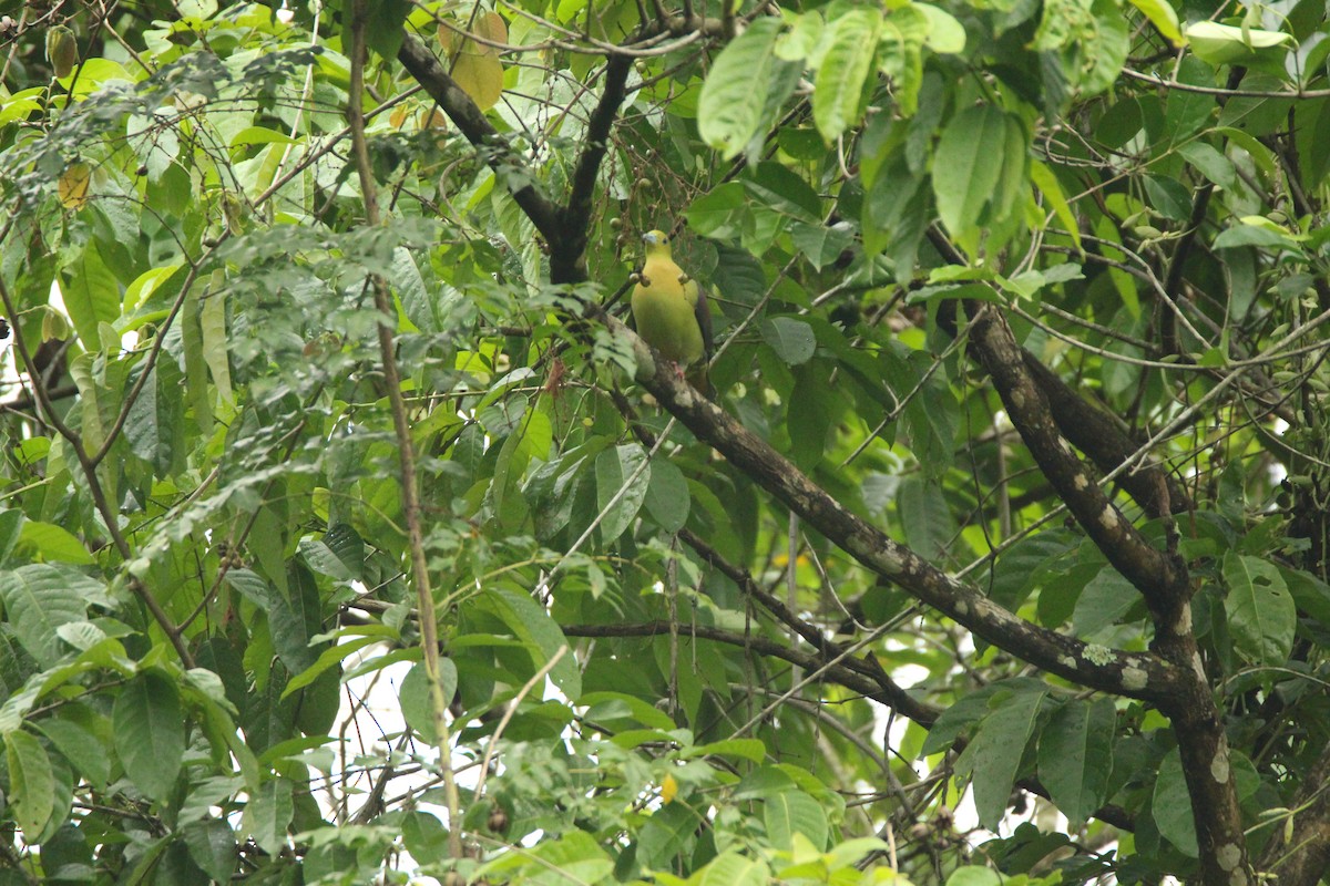 Wedge-tailed Green-Pigeon - ML151648171