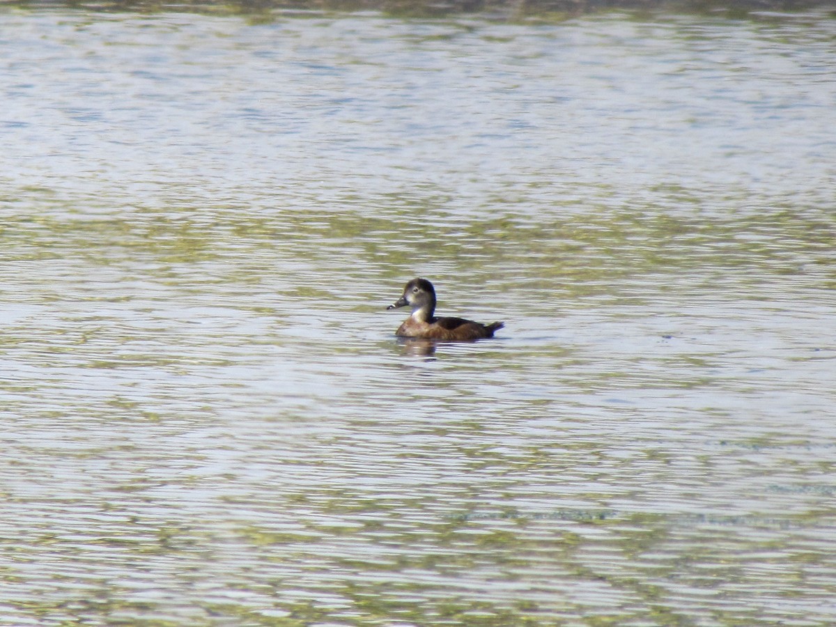 Ring-necked Duck - ML151648201