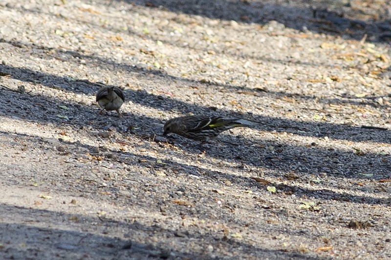 Pine Siskin - Martin Wall