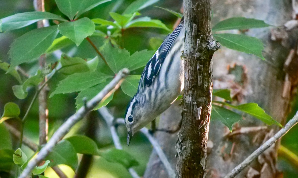 Black-and-white Warbler - ML151649591